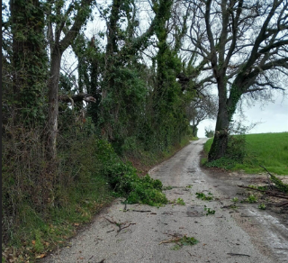 Fano - Maltempo, la caduta di rami e piante danneggia le linee elettriche